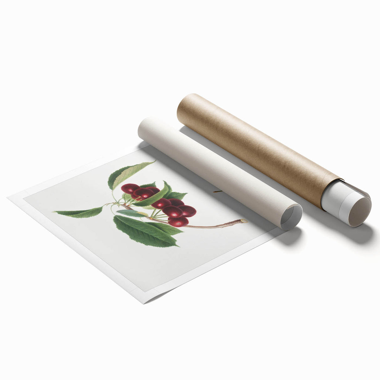 Romanticism Art - Cherry Botanical Illustration - Classic Fruit Print