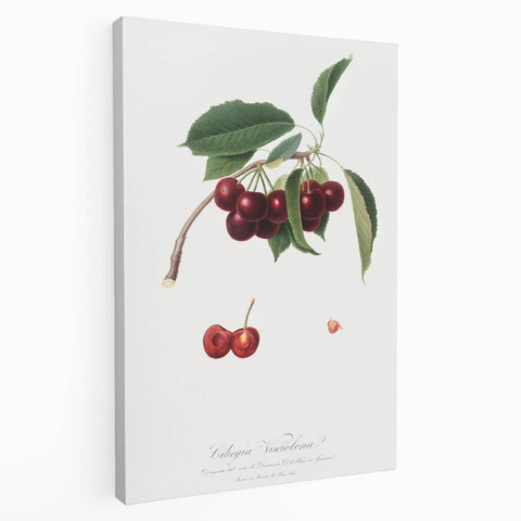 Romanticism Art - Cherry Botanical Illustration - Classic Fruit Print