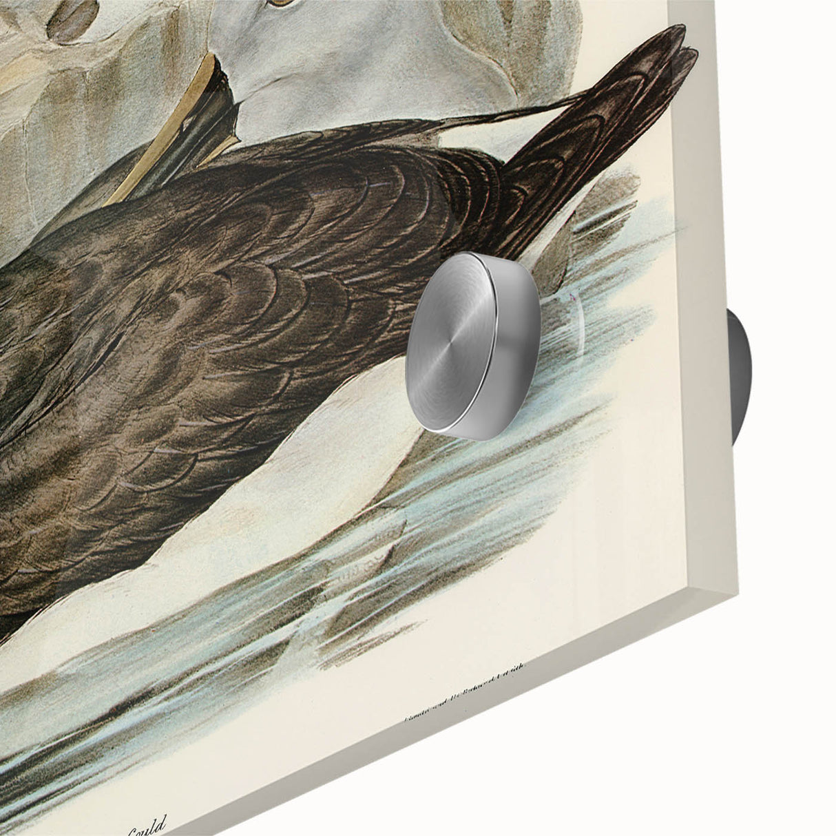 Culminated Albatross by Elizabeth Gould - Romantic Art Print