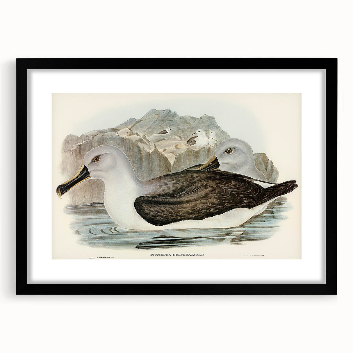 Culminated Albatross by Elizabeth Gould - Romantic Art Print