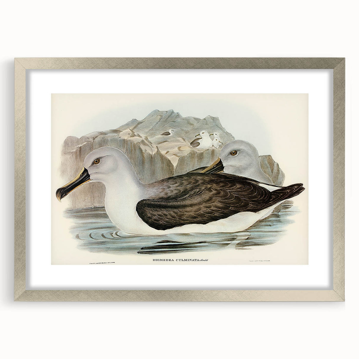 Culminated Albatross by Elizabeth Gould - Romantic Art Print