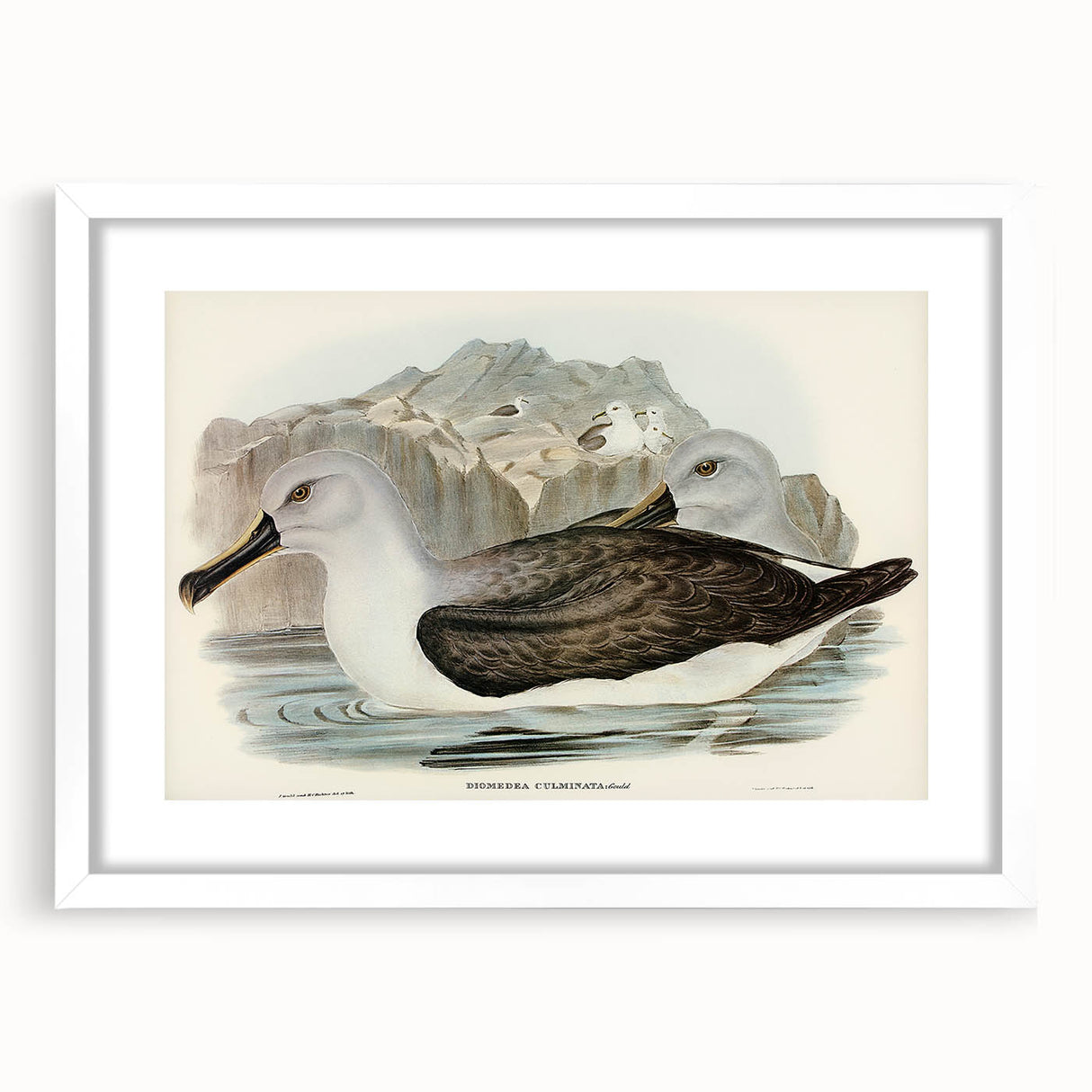Culminated Albatross by Elizabeth Gould - Romantic Art Print