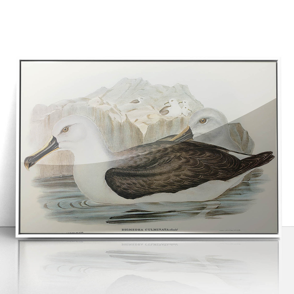 Culminated Albatross by Elizabeth Gould - Romantic Art Print