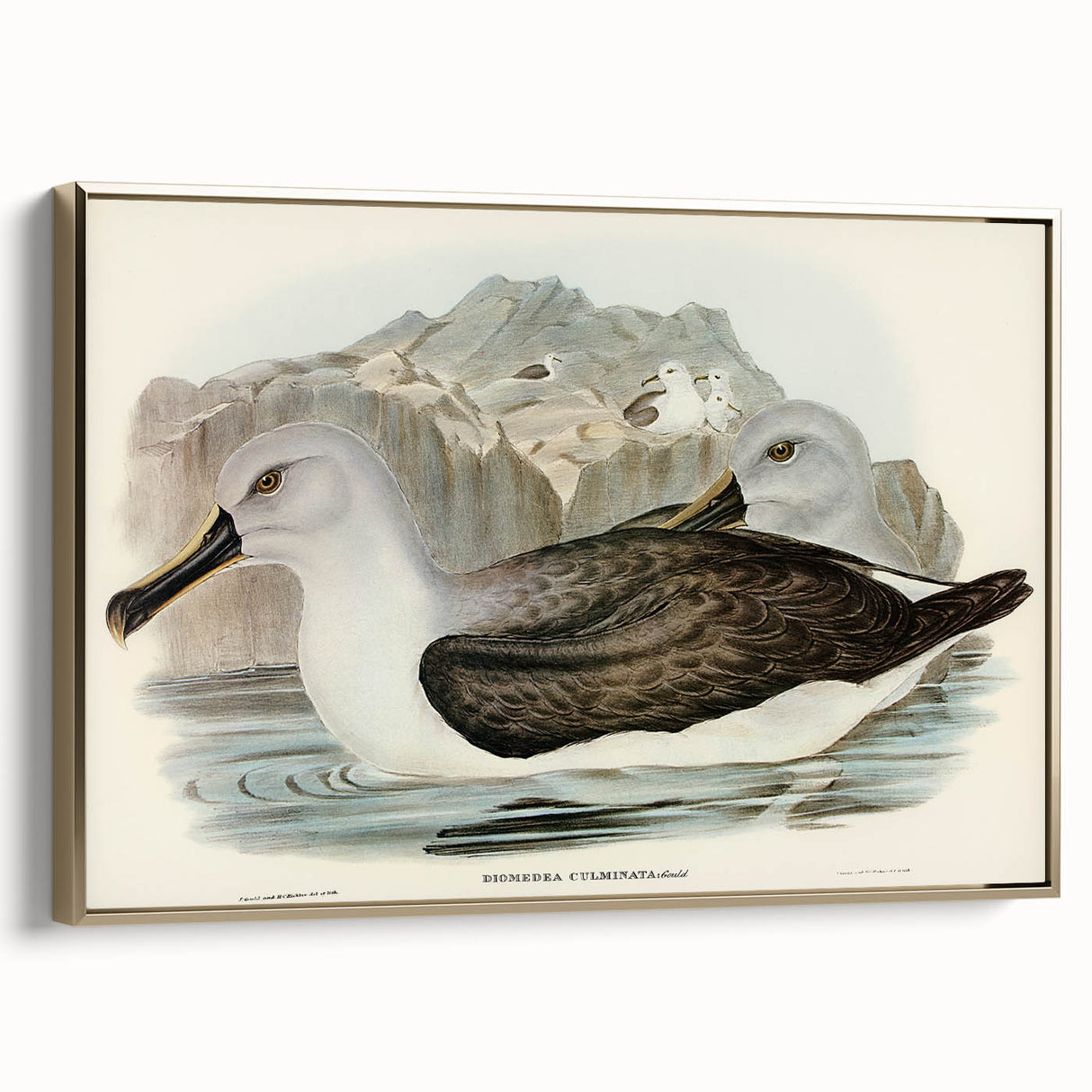 Culminated Albatross by Elizabeth Gould - Romantic Art Print