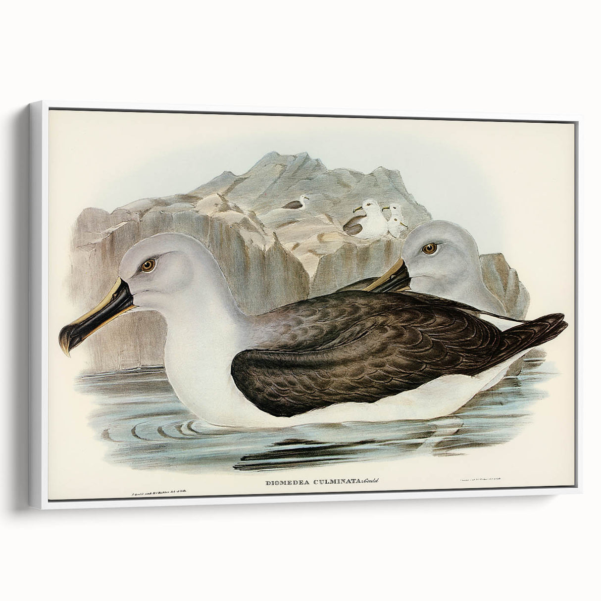 Culminated Albatross by Elizabeth Gould - Romantic Art Print