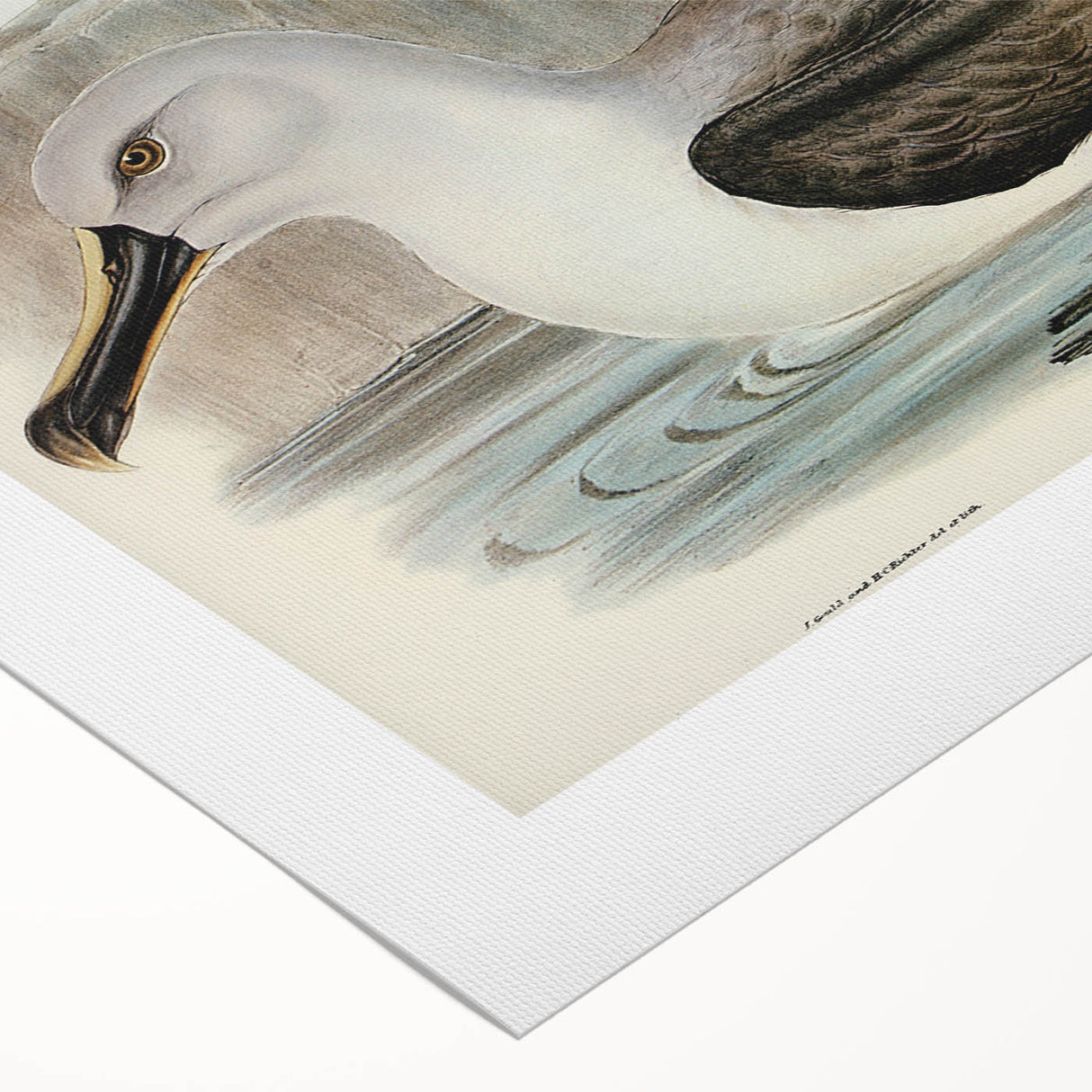 Culminated Albatross by Elizabeth Gould - Romantic Art Print