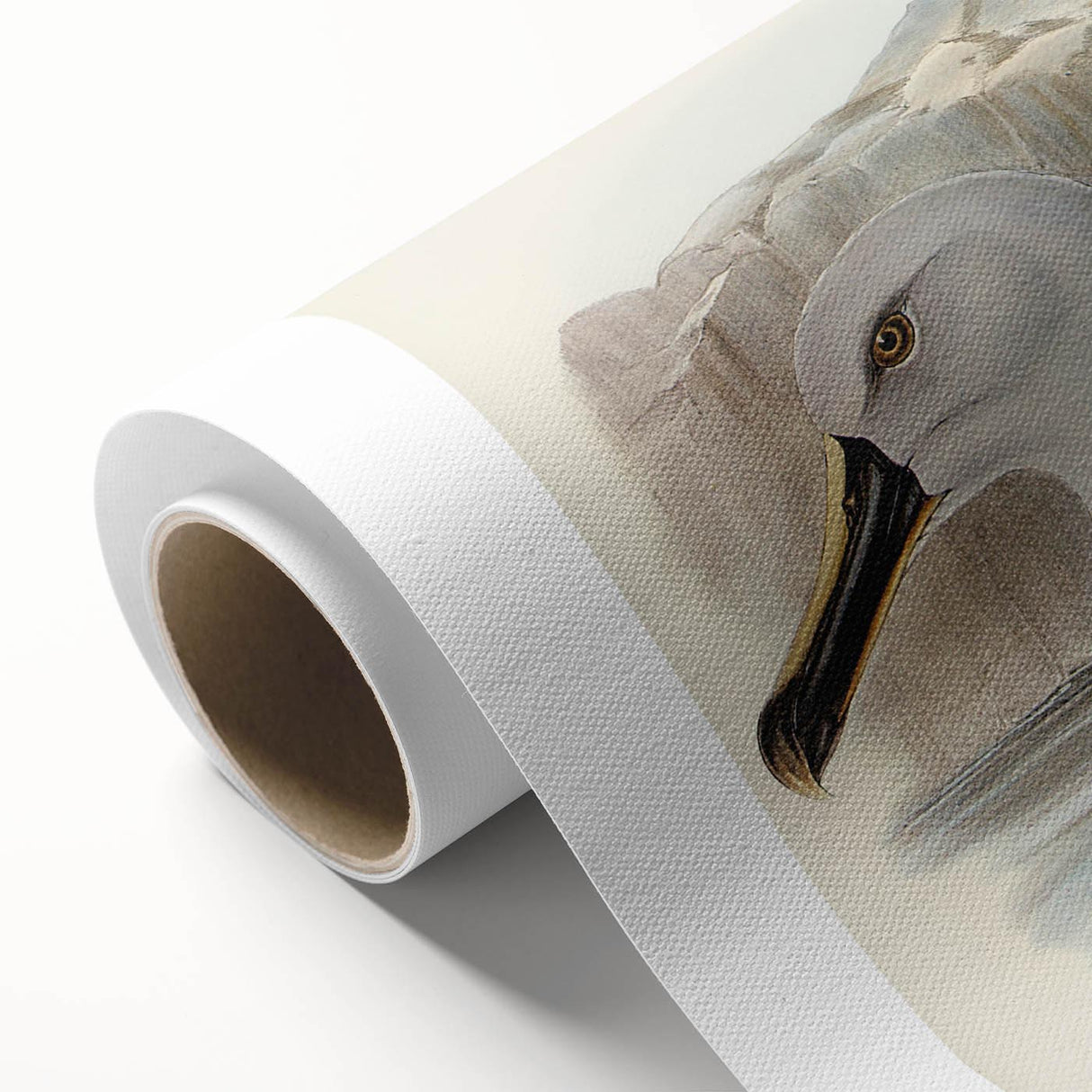 Culminated Albatross by Elizabeth Gould - Romantic Art Print