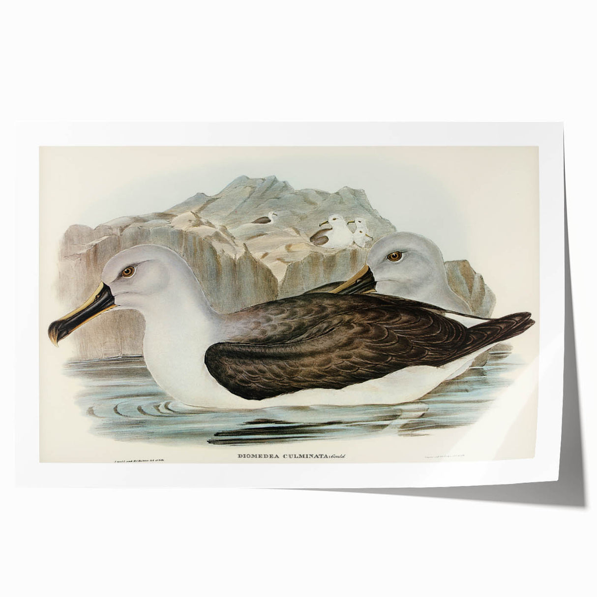 Culminated Albatross by Elizabeth Gould - Romantic Art Print