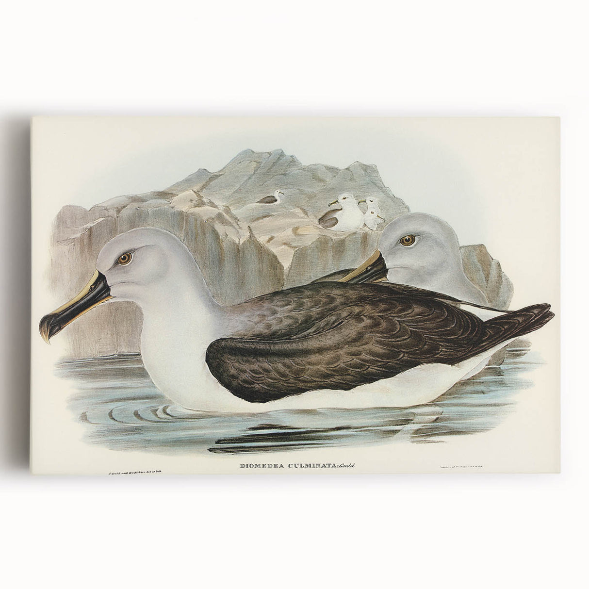 Culminated Albatross by Elizabeth Gould - Romantic Art Print