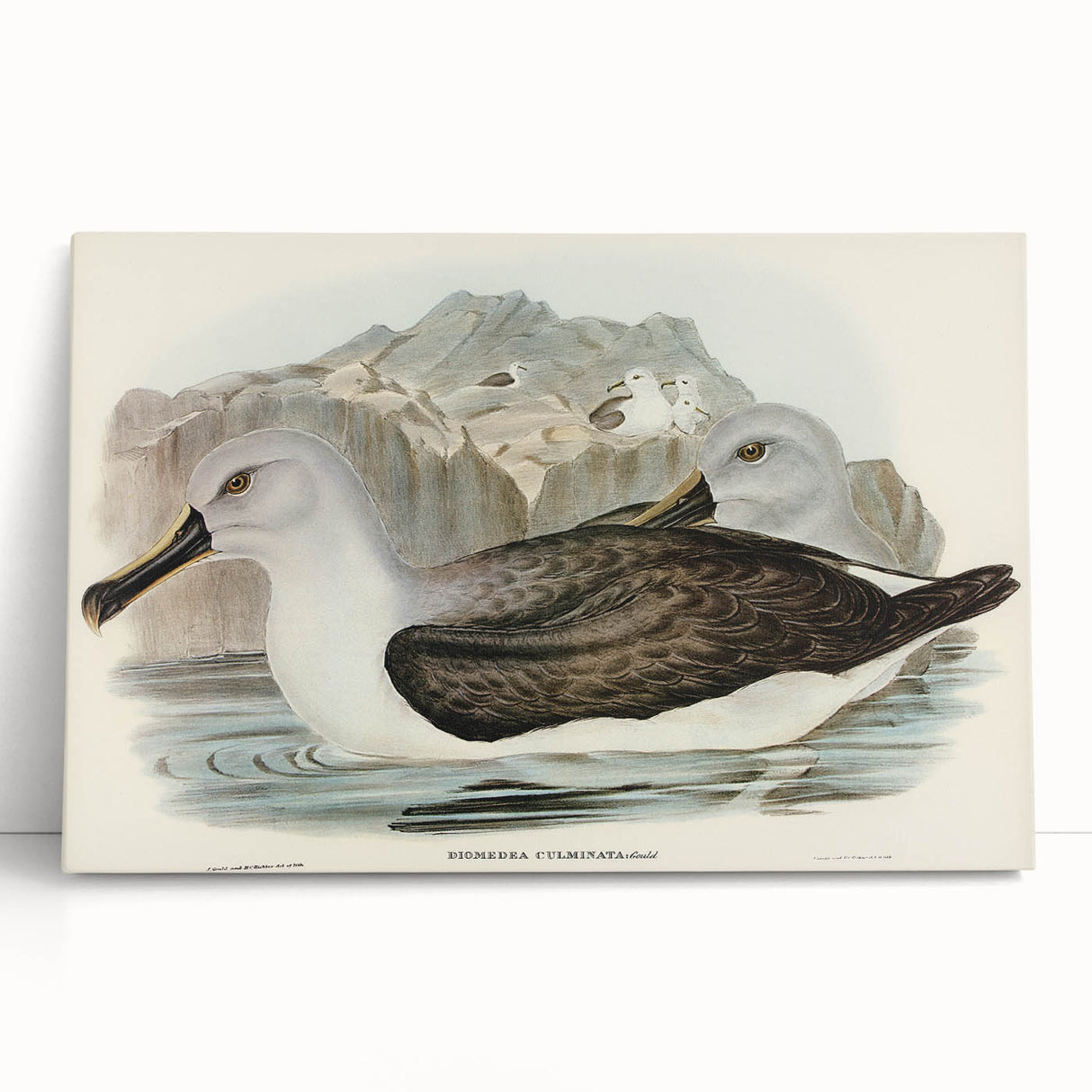 Culminated Albatross by Elizabeth Gould - Romantic Art Print