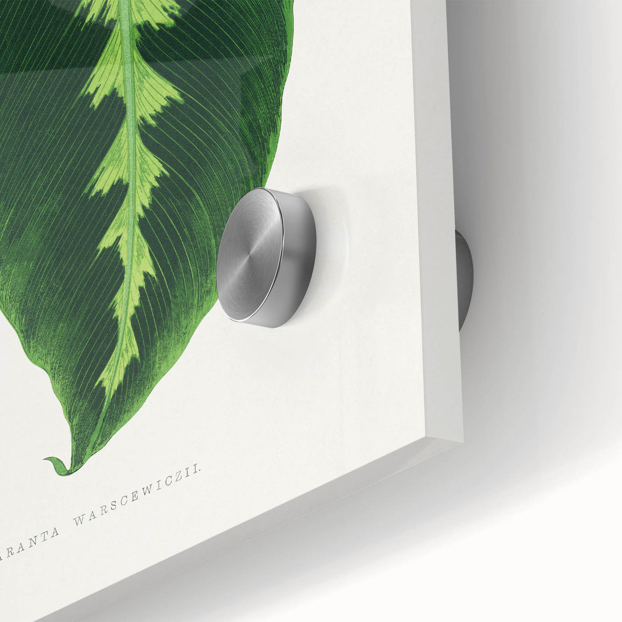Green Maranta Warscewiczii Leaf - Romantic Era Botanical Print