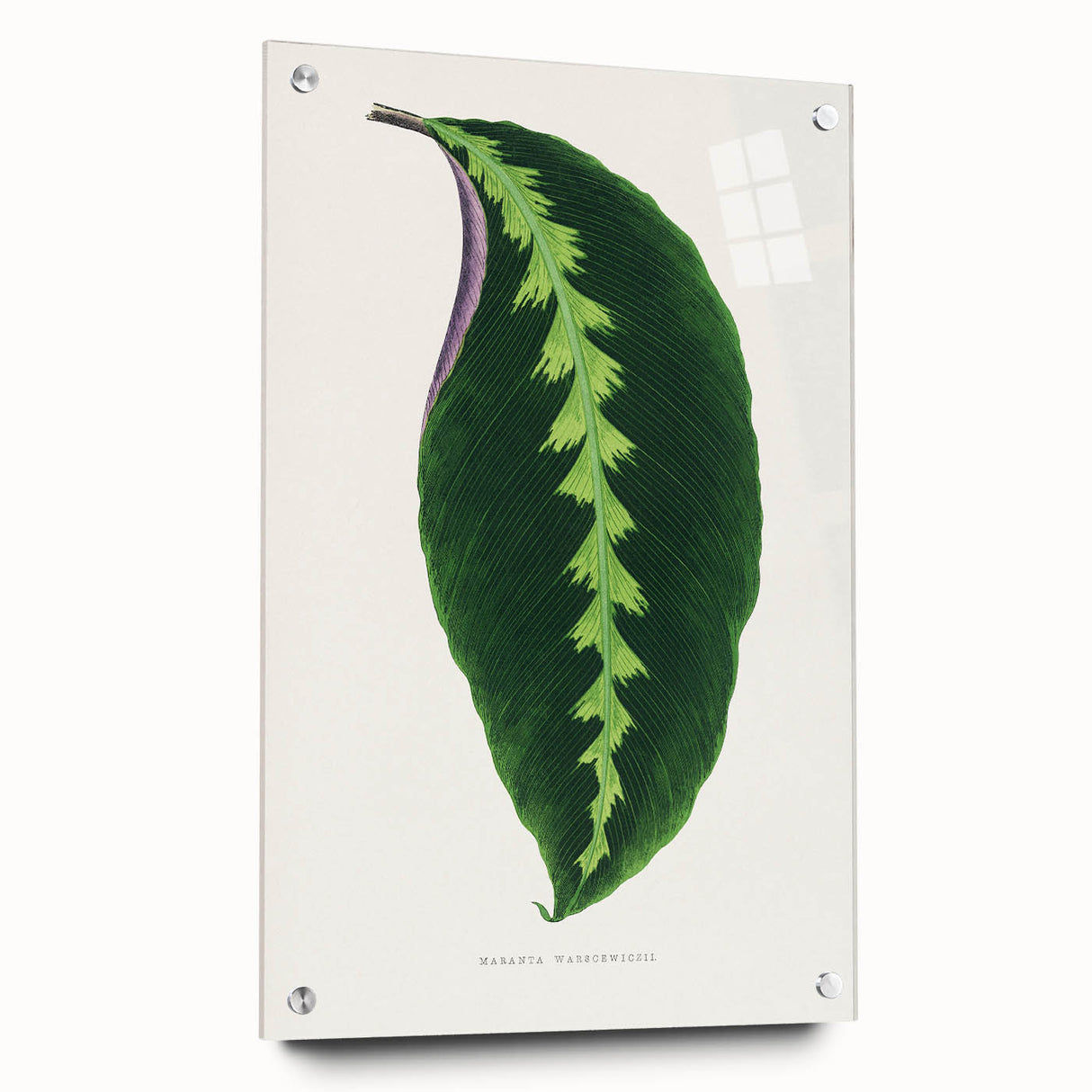 Green Maranta Warscewiczii Leaf - Romantic Era Botanical Print