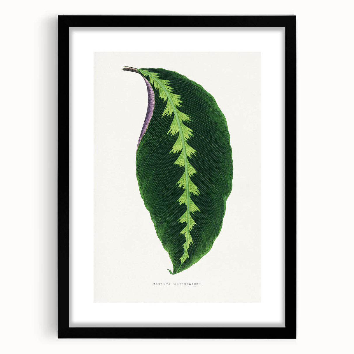 Green Maranta Warscewiczii Leaf - Romantic Era Botanical Print