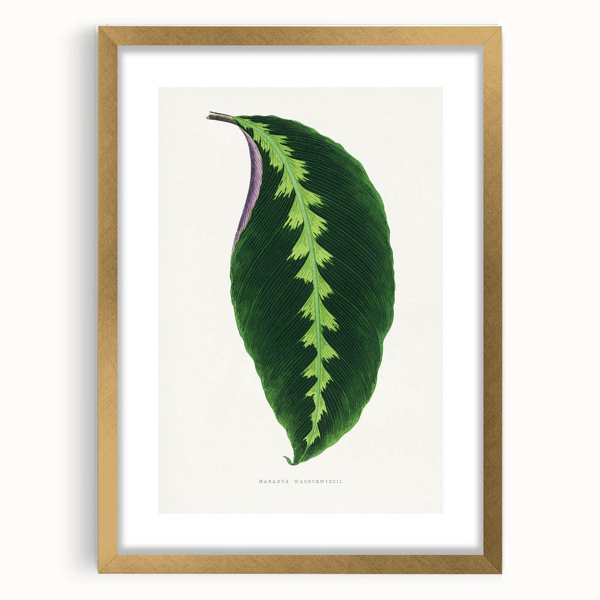 Green Maranta Warscewiczii Leaf - Romantic Era Botanical Print