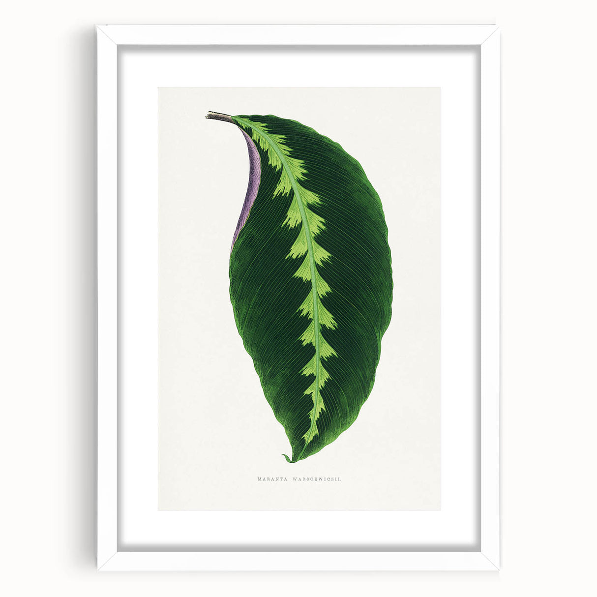 Green Maranta Warscewiczii Leaf - Romantic Era Botanical Print
