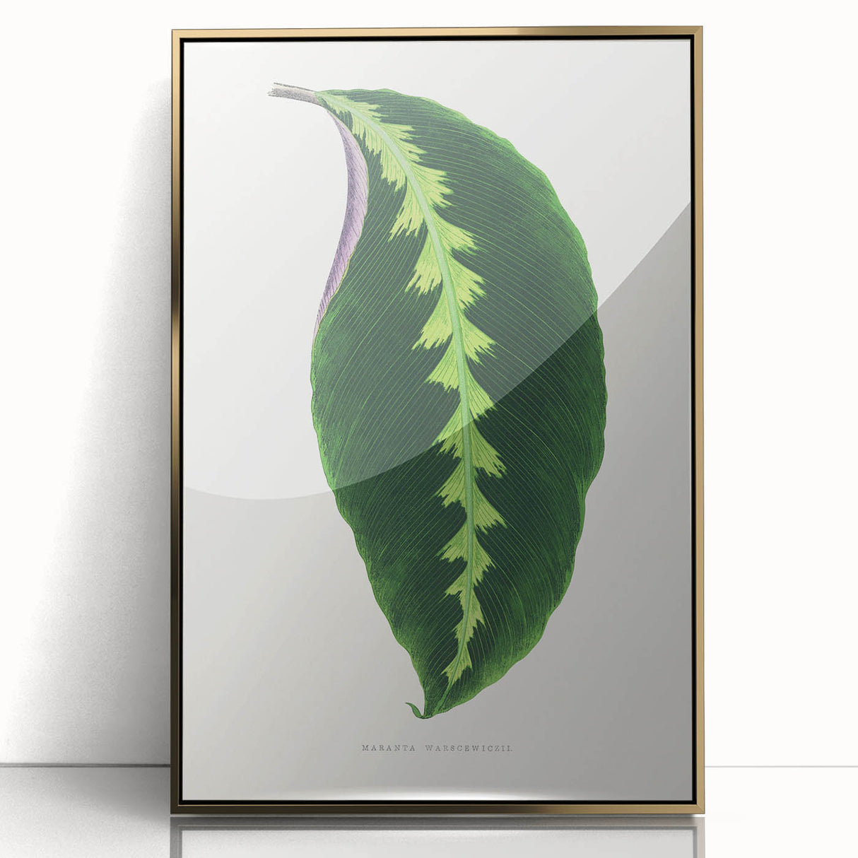 Green Maranta Warscewiczii Leaf - Romantic Era Botanical Print