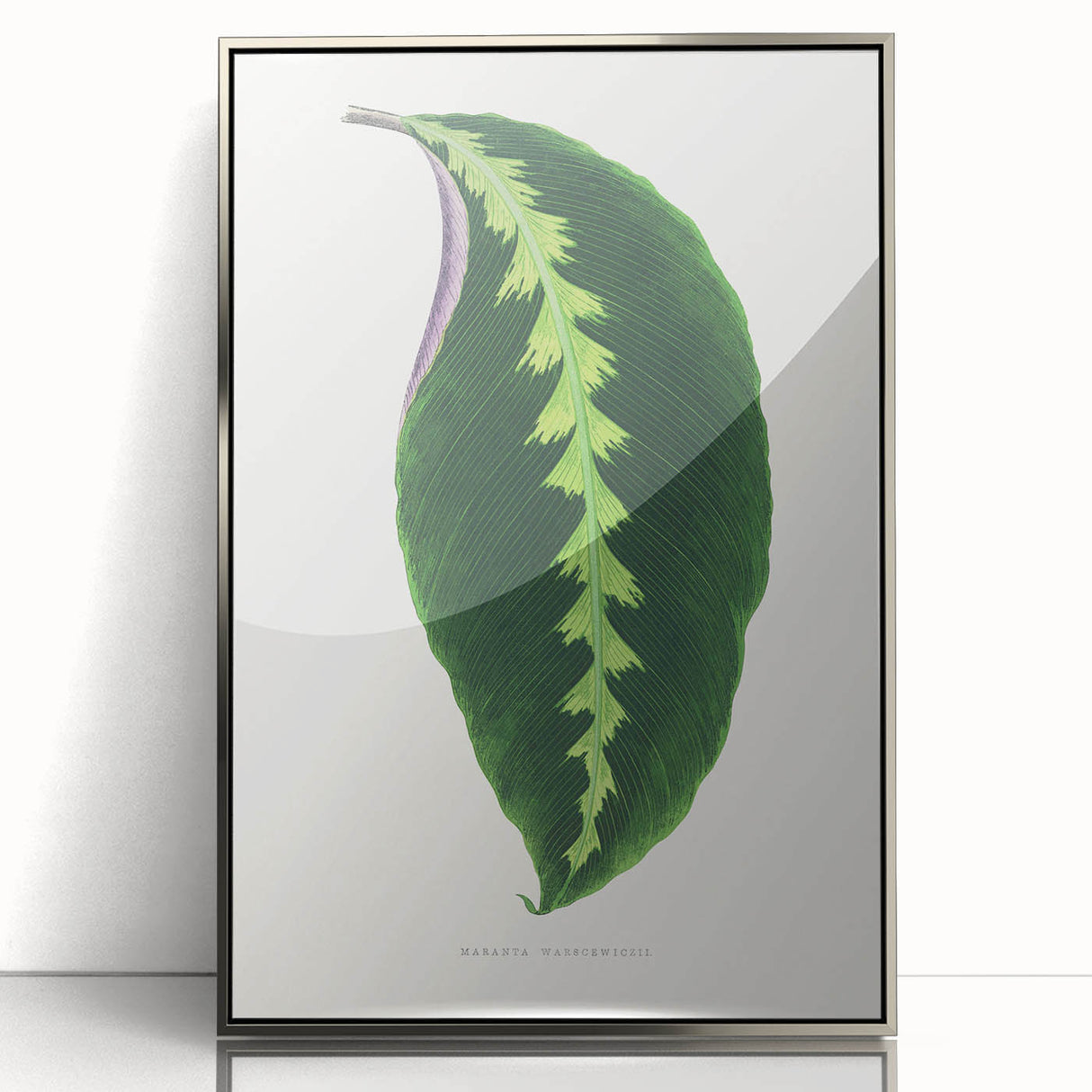 Green Maranta Warscewiczii Leaf - Romantic Era Botanical Print