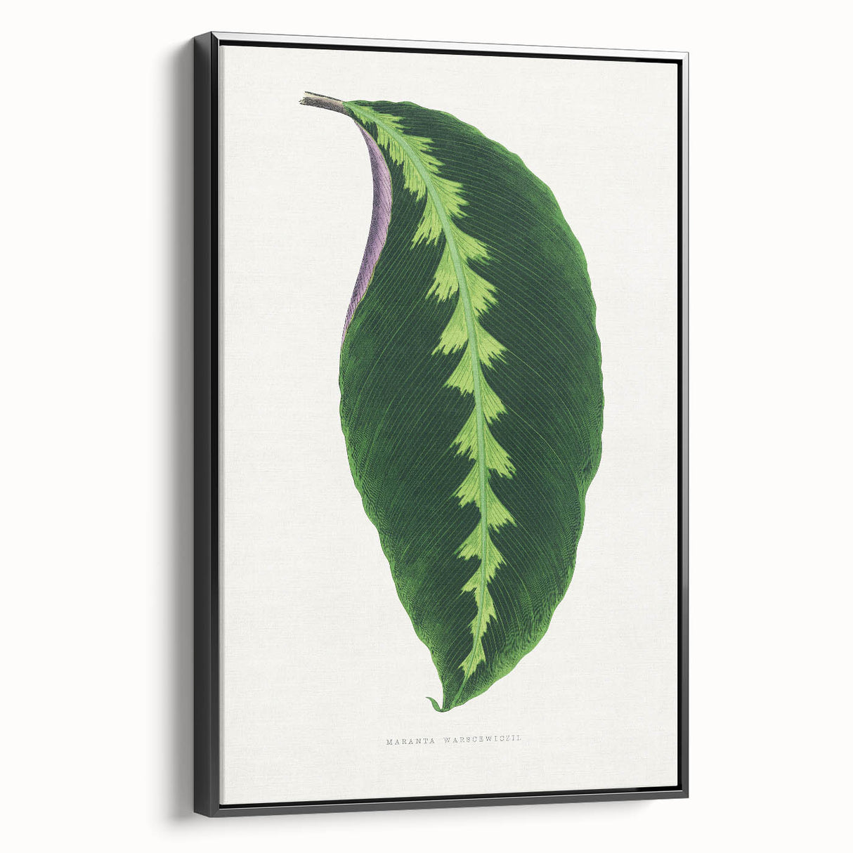 Green Maranta Warscewiczii Leaf - Romantic Era Botanical Print