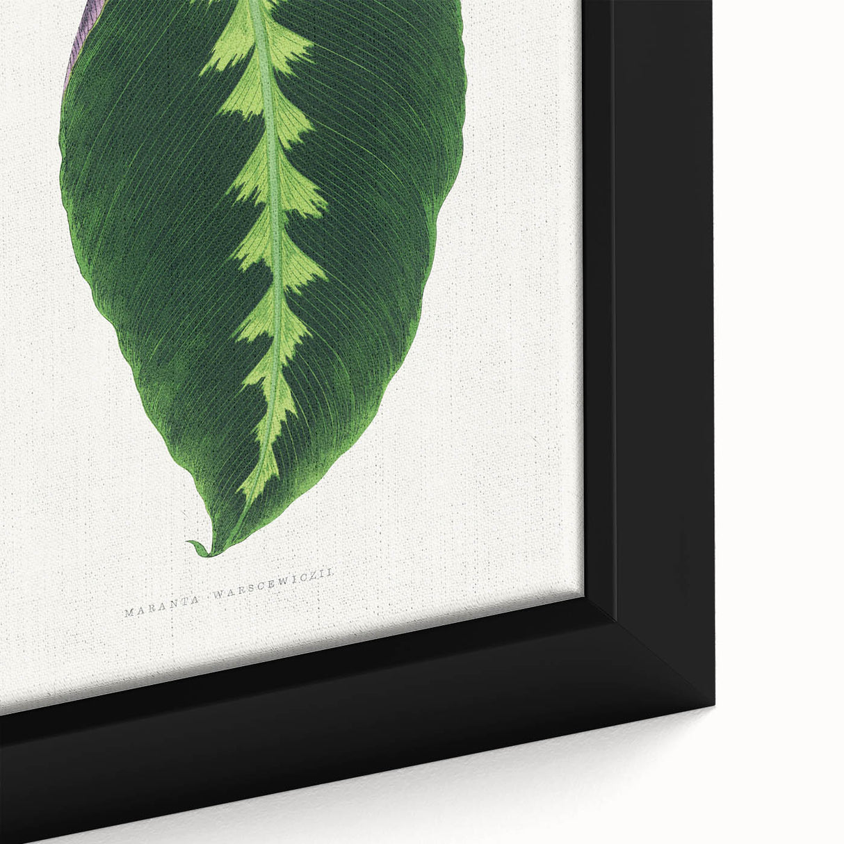 Green Maranta Warscewiczii Leaf - Romantic Era Botanical Print