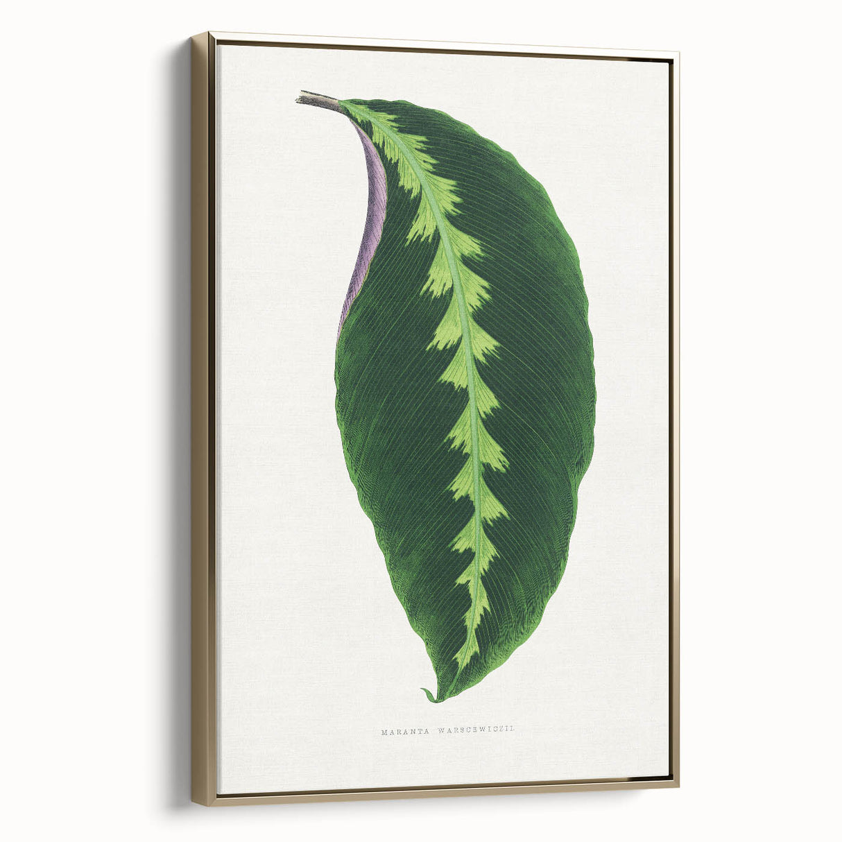 Green Maranta Warscewiczii Leaf - Romantic Era Botanical Print