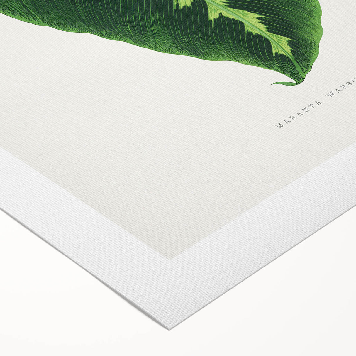 Green Maranta Warscewiczii Leaf - Romantic Era Botanical Print