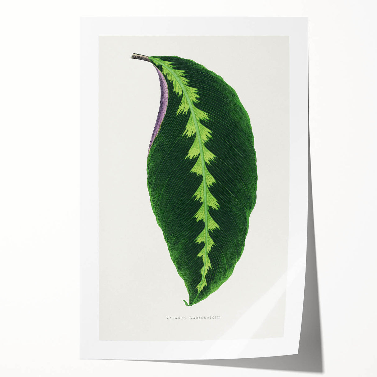 Green Maranta Warscewiczii Leaf - Romantic Era Botanical Print