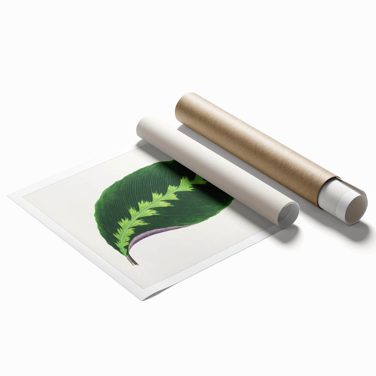 Green Maranta Warscewiczii Leaf - Romantic Era Botanical Print