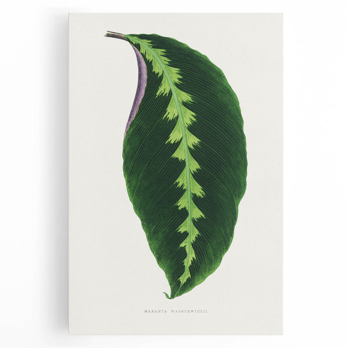 Green Maranta Warscewiczii Leaf - Romantic Era Botanical Print