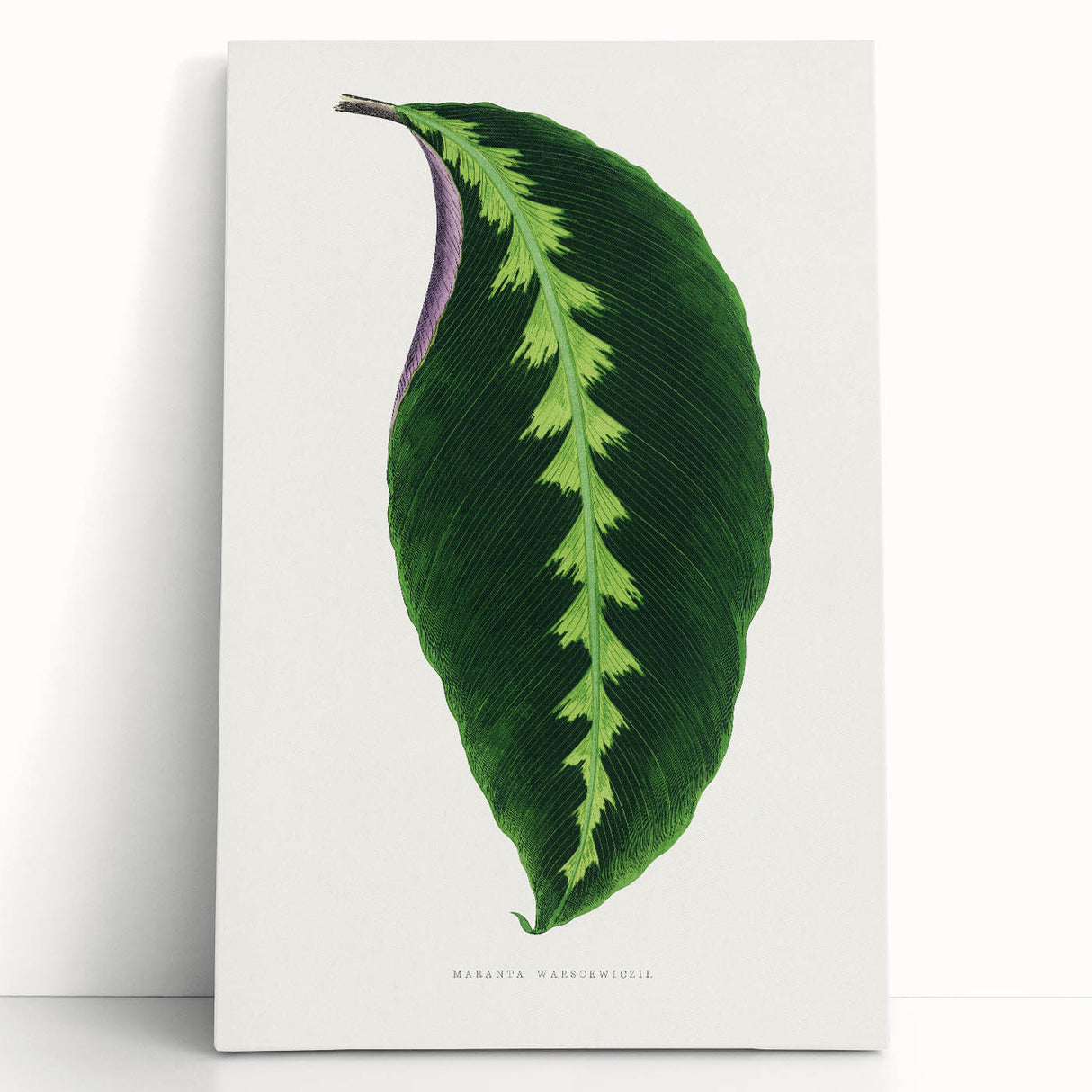Green Maranta Warscewiczii Leaf - Romantic Era Botanical Print