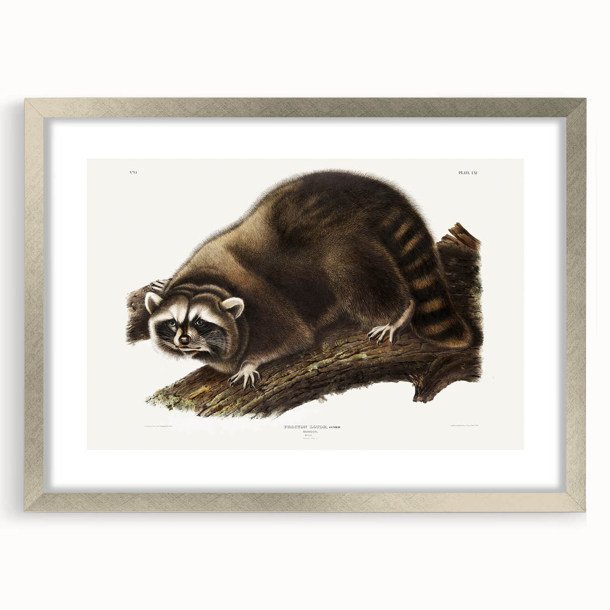 Raccoon by Audubon - Romanticism Wildlife Art Print on Canvas