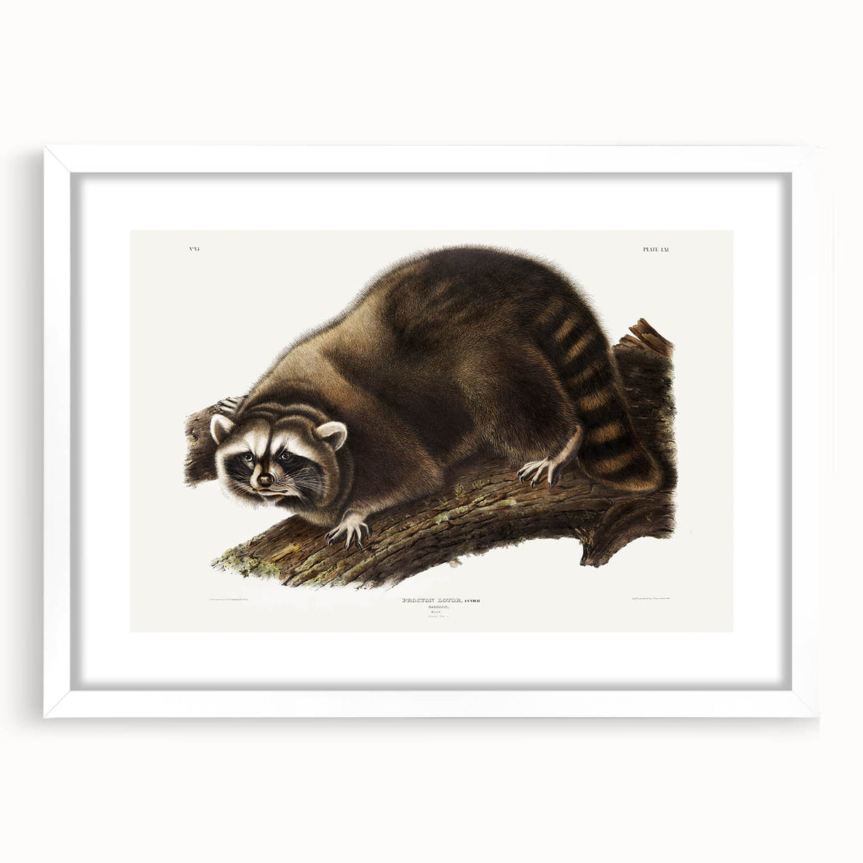 Raccoon by Audubon - Romanticism Wildlife Art Print on Canvas