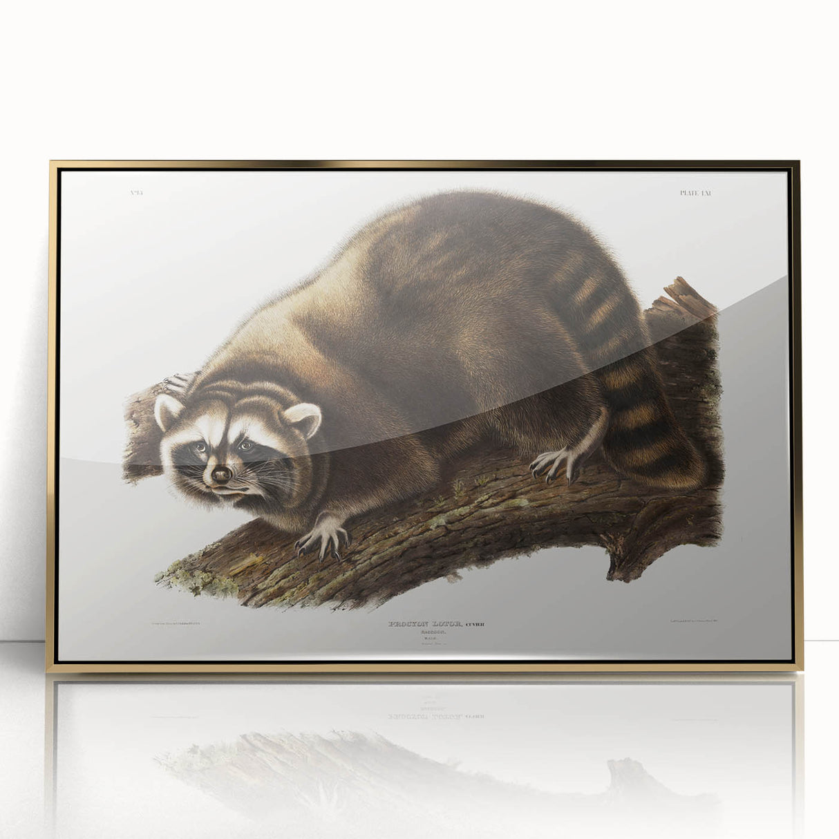 Raccoon by Audubon - Romanticism Wildlife Art Print on Canvas