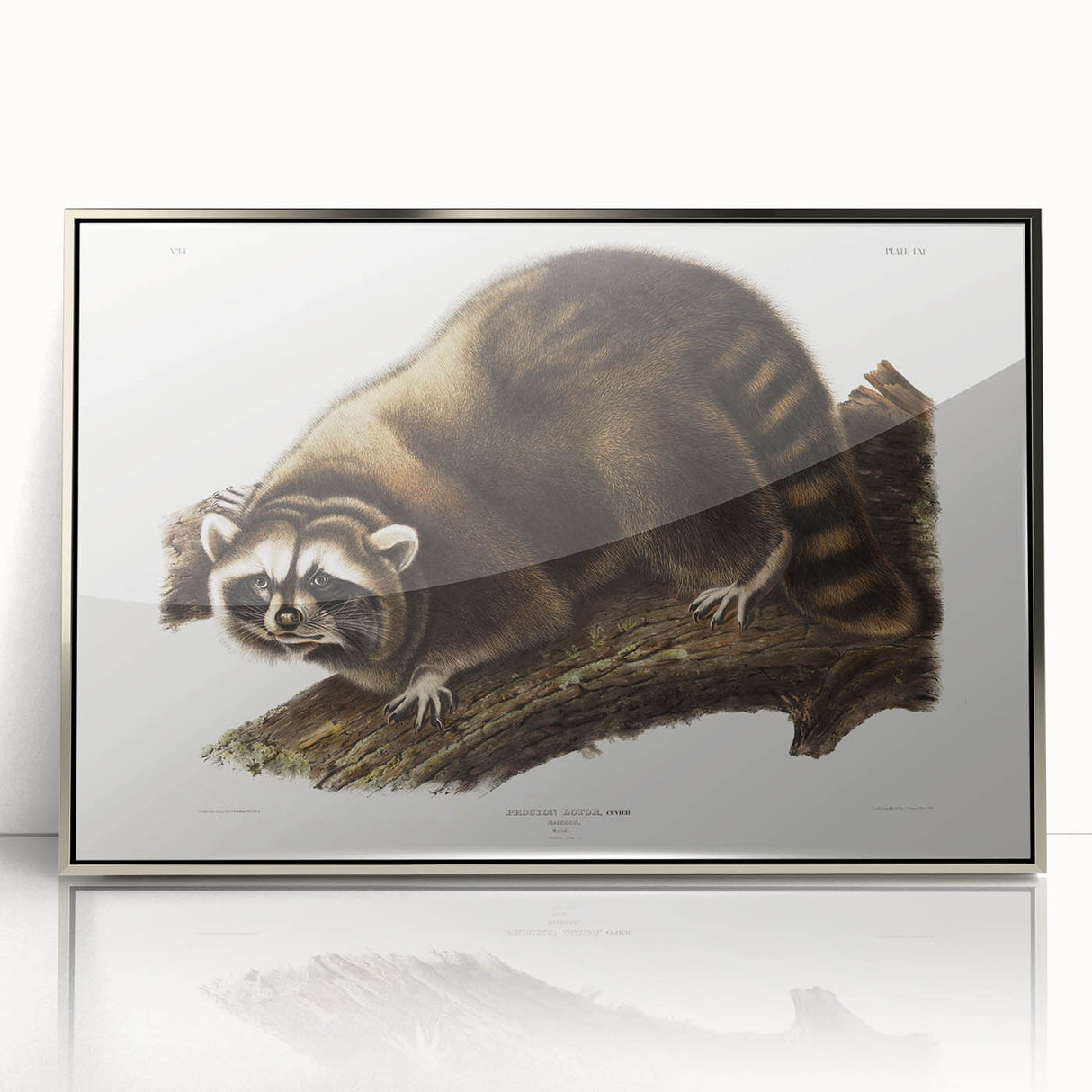 Raccoon by Audubon - Romanticism Wildlife Art Print on Canvas