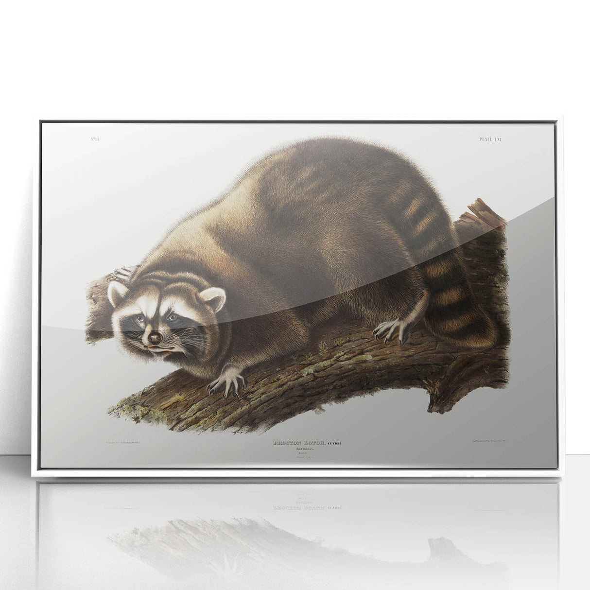 Raccoon by Audubon - Romanticism Wildlife Art Print on Canvas