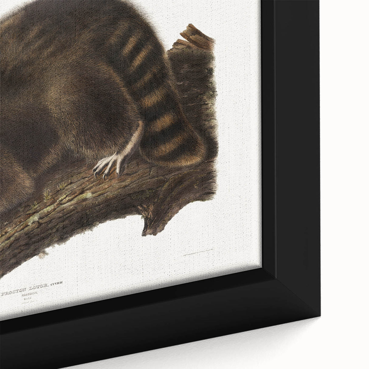 Raccoon by Audubon - Romanticism Wildlife Art Print on Canvas