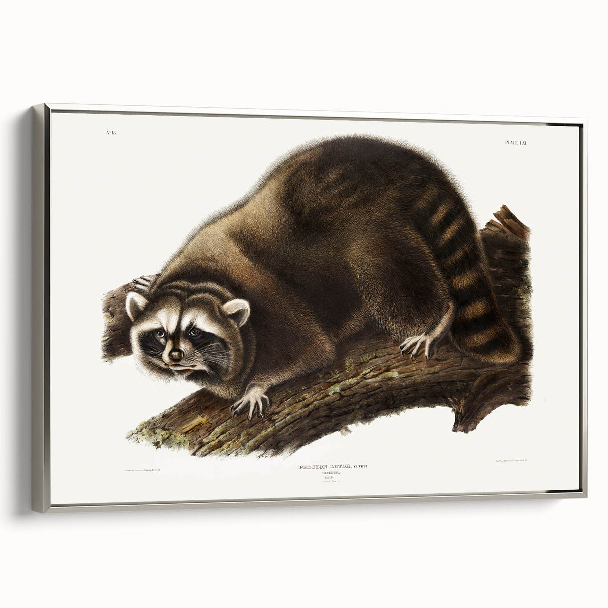 Raccoon by Audubon - Romanticism Wildlife Art Print on Canvas