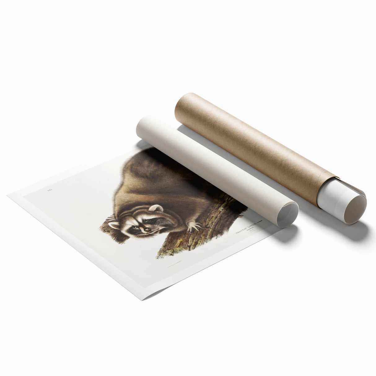 Raccoon by Audubon - Romanticism Wildlife Art Print on Canvas