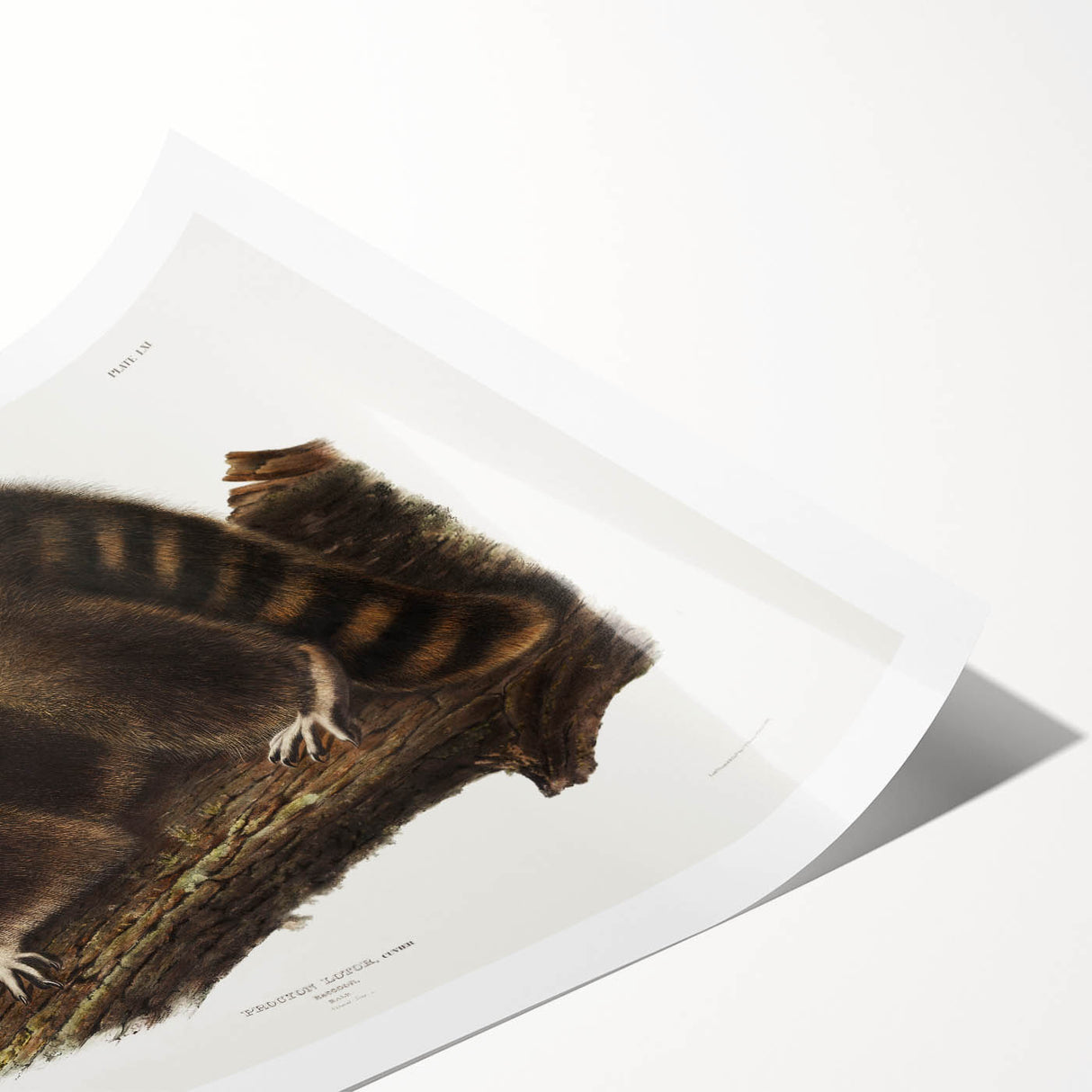 Raccoon by Audubon - Romanticism Wildlife Art Print on Canvas