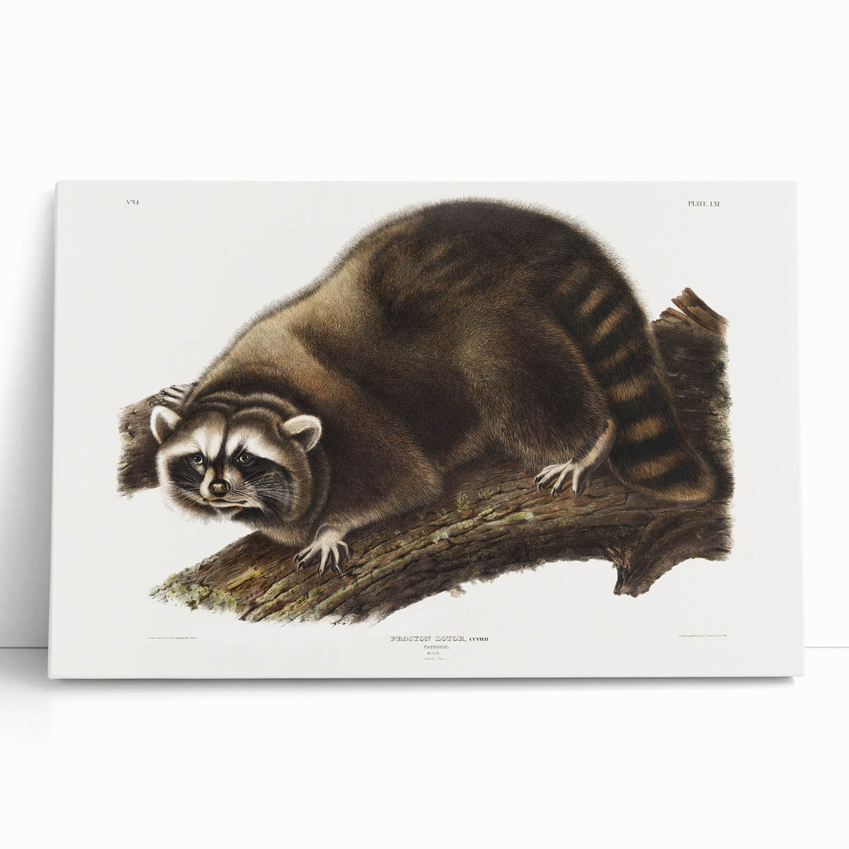 Raccoon by Audubon - Romanticism Wildlife Art Print on Canvas