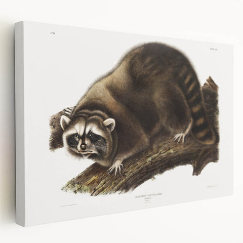 Raccoon by Audubon - Romanticism Wildlife Art Print on Canvas