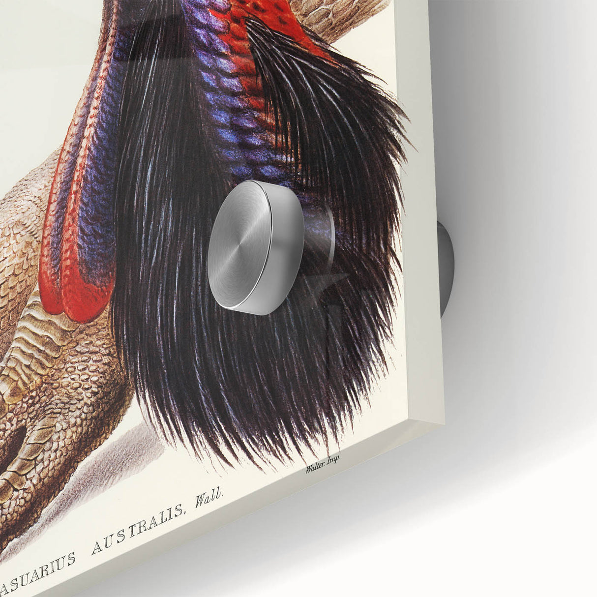 Australian Cassowary by Elizabeth Gould - Romantic Wildlife Art Print