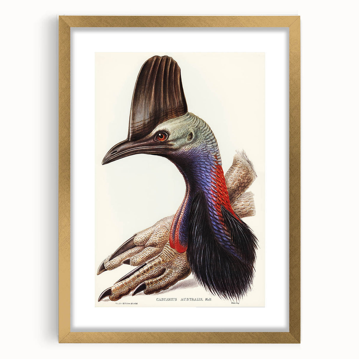Australian Cassowary by Elizabeth Gould - Romantic Wildlife Art Print