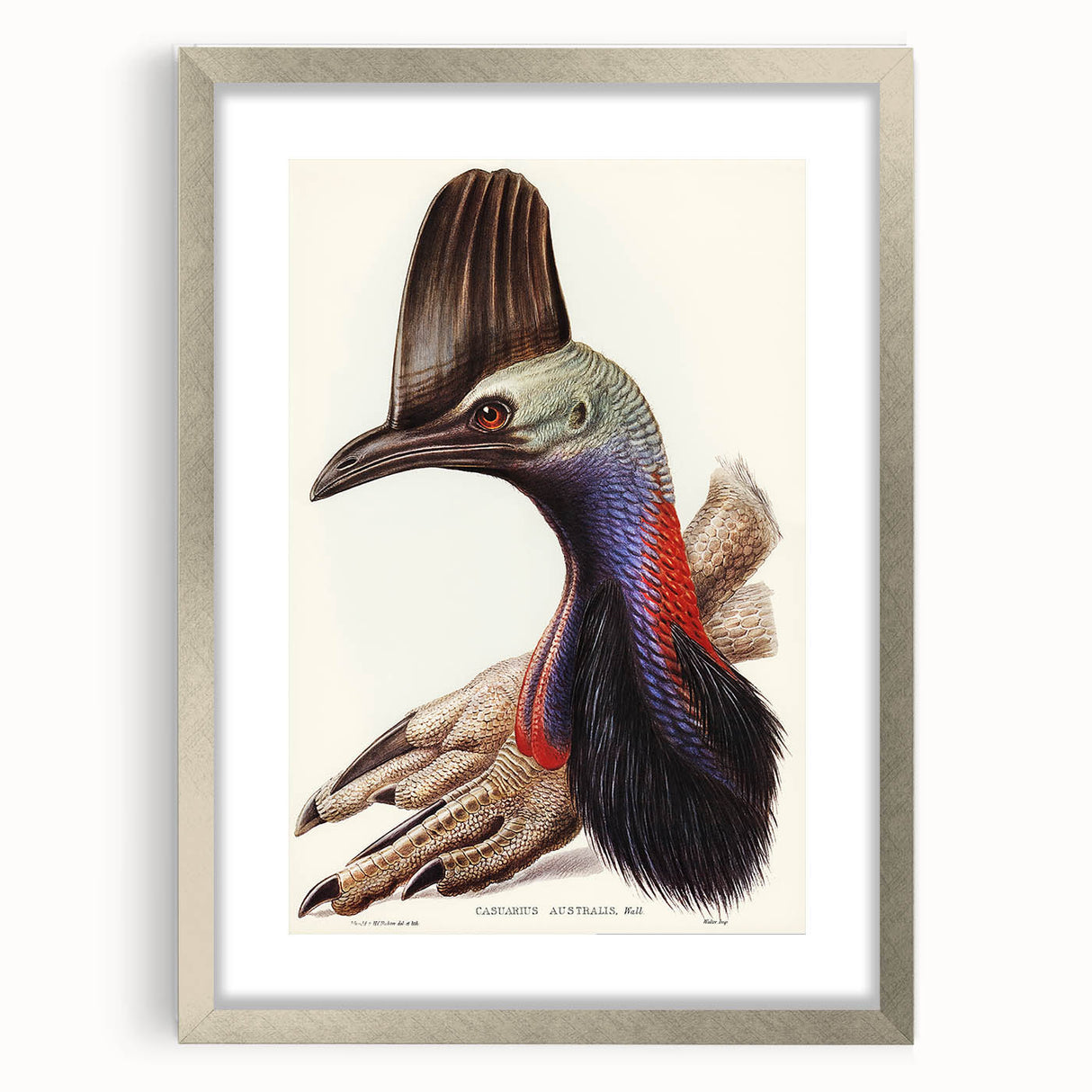 Australian Cassowary by Elizabeth Gould - Romantic Wildlife Art Print