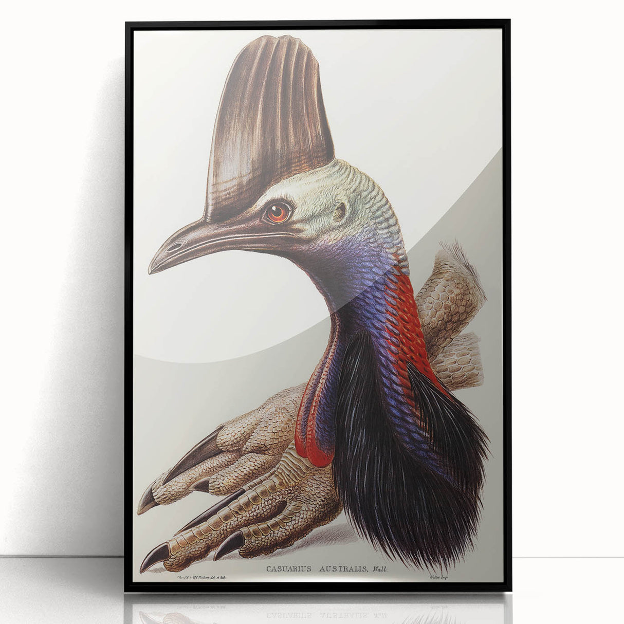 Australian Cassowary by Elizabeth Gould - Romantic Wildlife Art Print