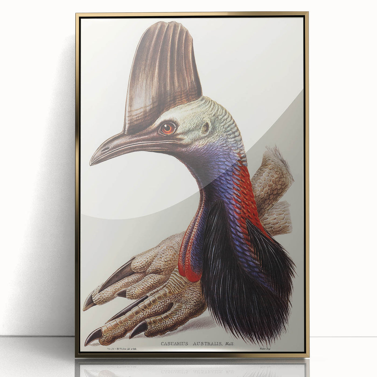 Australian Cassowary by Elizabeth Gould - Romantic Wildlife Art Print