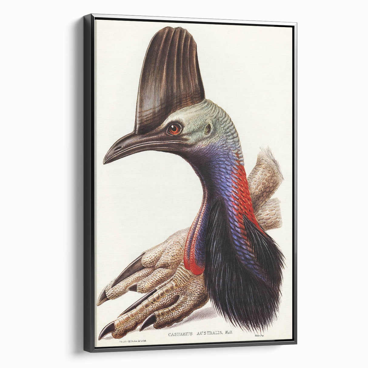 Australian Cassowary by Elizabeth Gould - Romantic Wildlife Art Print