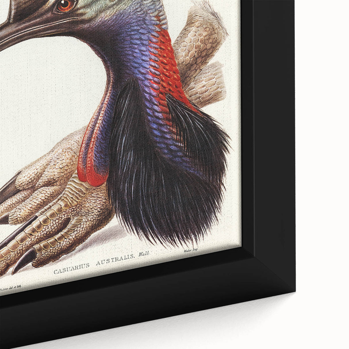 Australian Cassowary by Elizabeth Gould - Romantic Wildlife Art Print