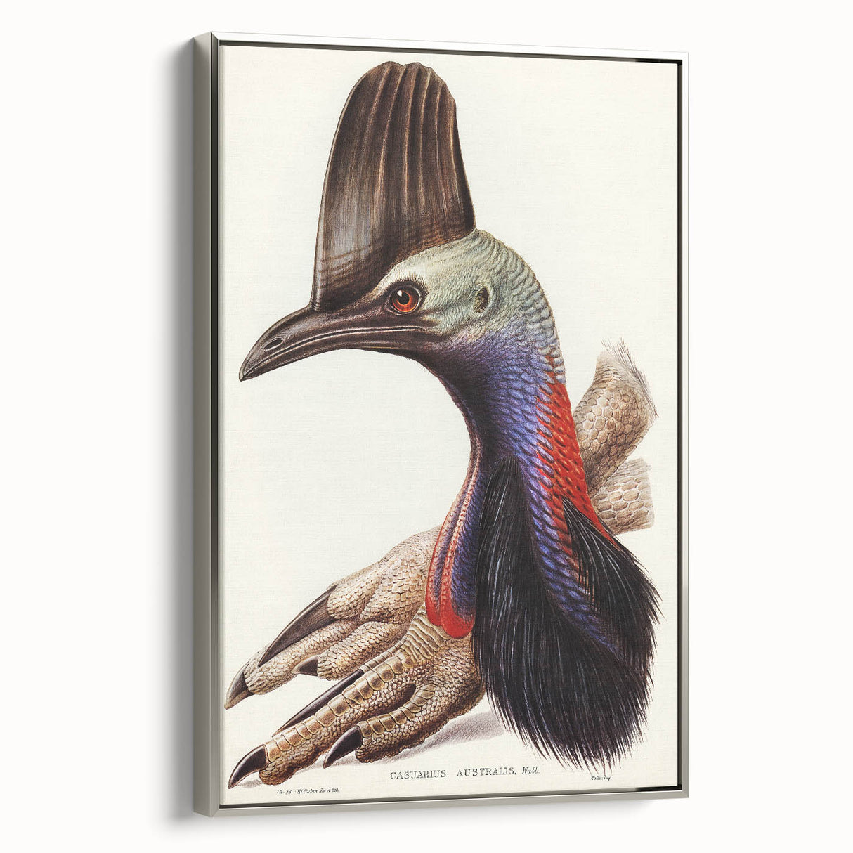 Australian Cassowary by Elizabeth Gould - Romantic Wildlife Art Print