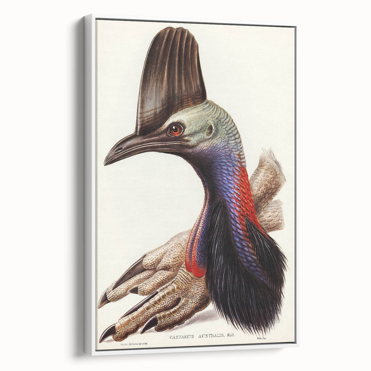 Australian Cassowary by Elizabeth Gould - Romantic Wildlife Art Print