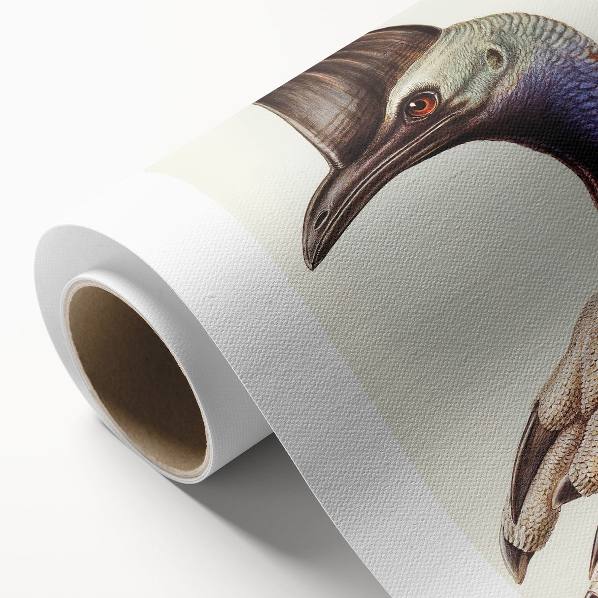 Australian Cassowary by Elizabeth Gould - Romantic Wildlife Art Print